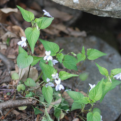 Viola acuminata