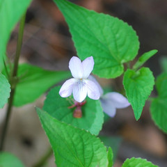 Viola acuminata