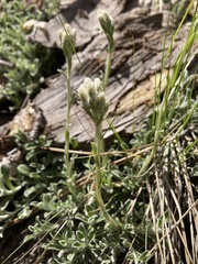 Antennaria marginata
