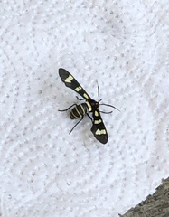 Syntomeida melanthus