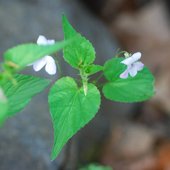 Viola acuminata