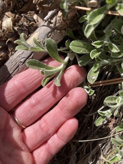 Antennaria marginata