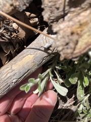 Antennaria marginata