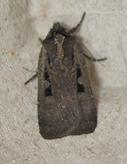 Parabagrotis