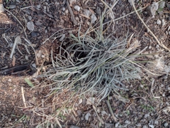 Tillandsia recurvata