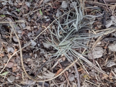 Tillandsia recurvata