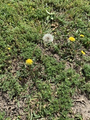 Taraxacum