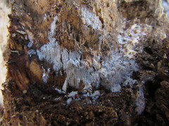 Peniophorella pubera