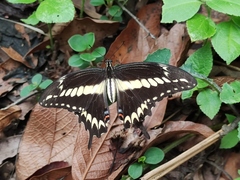 Heraclides ornythion