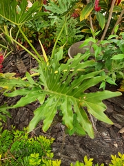 Thaumatophyllum xanadu