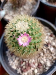 Mammillaria backebergiana