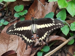 Heraclides ornythion