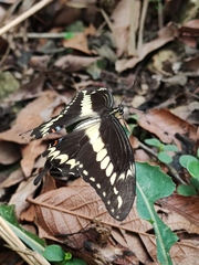 Heraclides ornythion