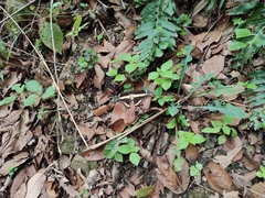 Heraclides ornythion