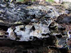 Peniophorella pubera