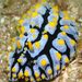 葉海蛞蝓 - Photo (c) Steve Childs，保留部份權利CC BY