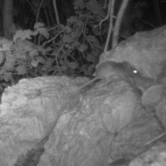 Peromyscus gossypinus allapaticola