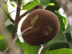 Pterygota brasiliensis