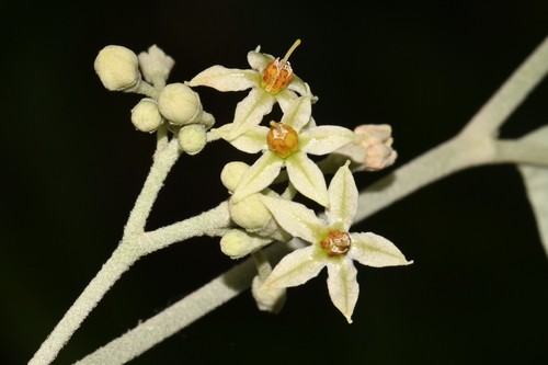 Solanum schlechtendalianum