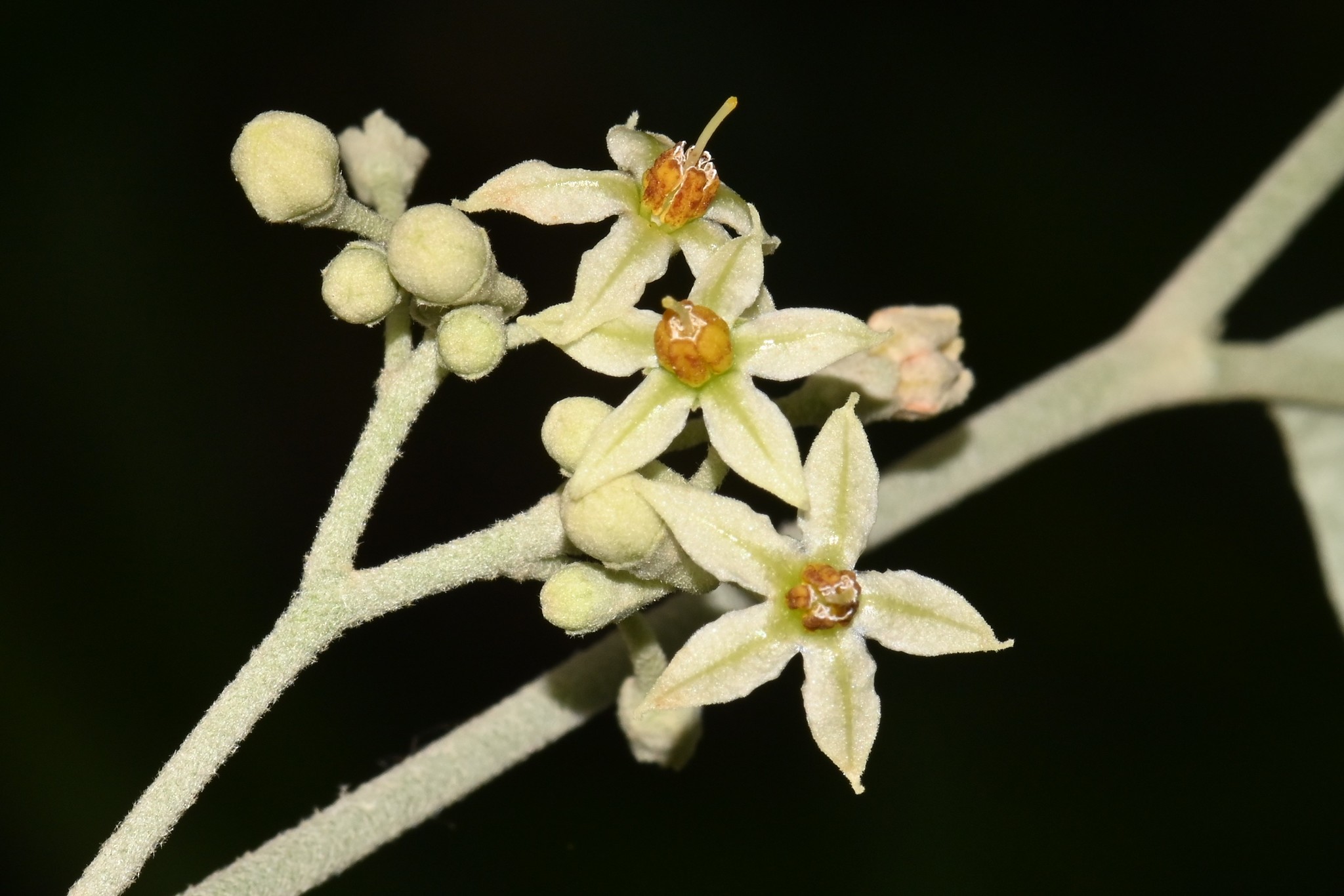 Solanum schlechtendalianum