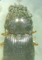 Hypnoidus abbreviatus