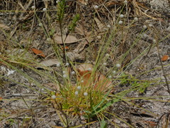 Lachnocaulon