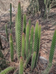 Nyctocereus
