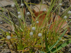 Lachnocaulon