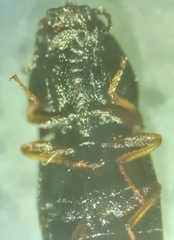 Hypnoidus abbreviatus