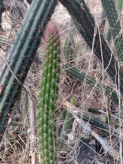 Nyctocereus