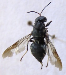 Cyphomyia albitarsis