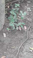 Urtica ferox