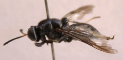 Cyphomyia albitarsis