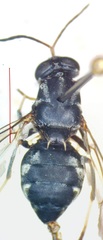 Cyphomyia albitarsis