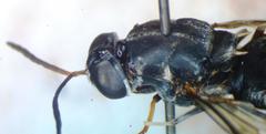 Cyphomyia albitarsis