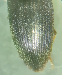 Hypnoidus abbreviatus