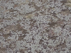 Antennaria microphylla