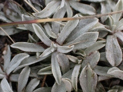 Antennaria microphylla