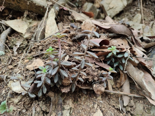 Sedum calcicola, photograph 6