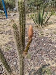 Nyctocereus