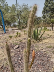 Nyctocereus