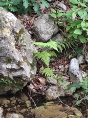 Amauropelta concinna