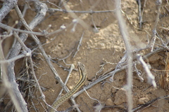 Psammophis lineolatus
