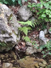 Amauropelta concinna