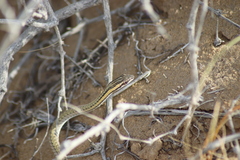 Psammophis lineolatus