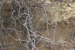 Psammophis lineolatus