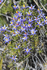Calectasia narragara