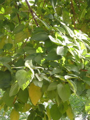 Pterygota brasiliensis