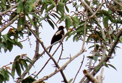 Brachypodius melanoleucos