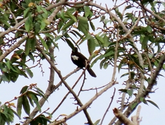 Brachypodius melanoleucos